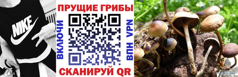 Псилоцибиновые грибы ЛСД  Купить  Чадан 